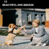 10 BEAUTIFUL DOG BREEDS