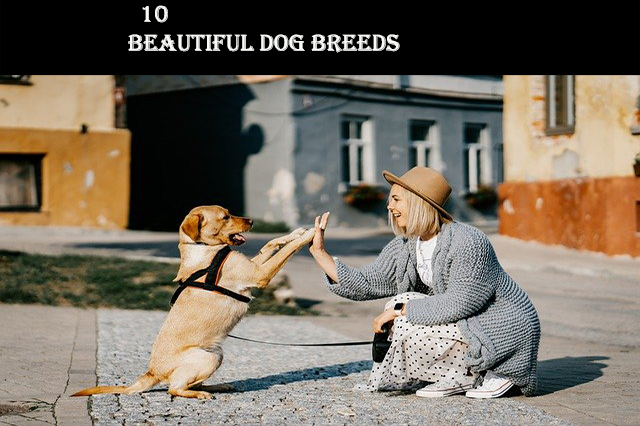 10 BEAUTIFUL DOG BREEDS