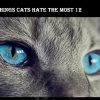 12 Things Cats Hate the Most