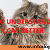 HOW TO UNDERSTAND YOUR CAT BETTER