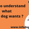 How to understand what your dog wants ?