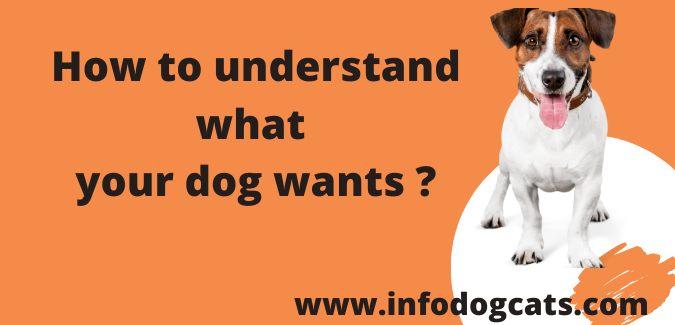 How to understand what your dog wants ?