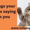 Things your cat is saying to you