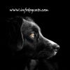What is the popular saying about dogs?