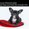 Human Behaviors that Dogs Hate and Wish You Wouldn't Do