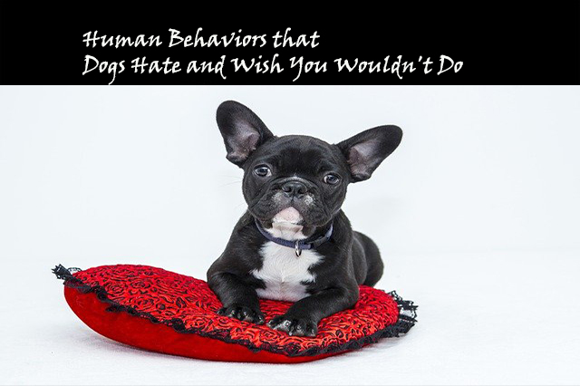Human Behaviors that Dogs Hate and Wish You Wouldn't Do