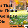 Signs That Indicate That a Dog Is Going To Die