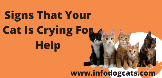 Signs That Your Cat Is Crying For Help