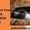 Top 10 Signs Your Dog Is Happy With You!