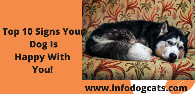 Top 10 Signs Your Dog Is Happy With You!