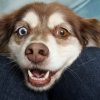 things you're doing that are making your dog secretly hate you ; You hug them too tight. man hugging dog. It may not be as nice as you think.