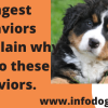 trangest behaviors and explain why dogs do these behaviors.