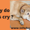 why do dogs cry
