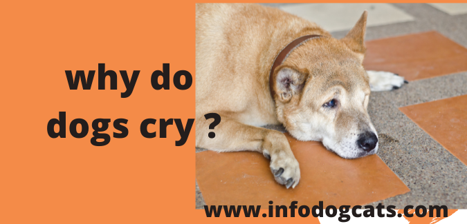 why do dogs cry