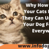 How To Show Your Cats Love That They Can Understand