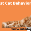 Strangest Cat Behaviors You're Not Sure About - Australian Pet Guide Strangest Cat Behaviors You’re Not Sure About