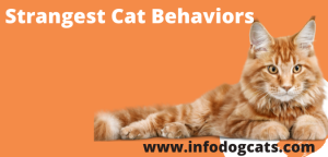 Strangest Cat Behaviors