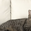 How Often Should You Feed Your Cat? - Australian Pet Guide ?How Often Should You Feed Your Cat