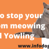 How to stop your Cat from meowing and Yowling.