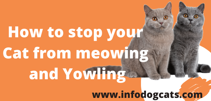 How to stop your Cat from meowing and Yowling
