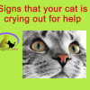 Signs that your cat is crying out for help