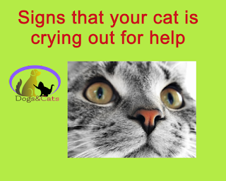 Signs that your cat is crying out for help