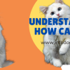 Understanding how cats eat