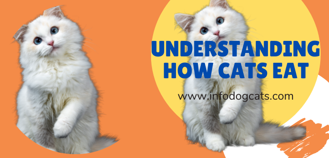 Understanding how cats eat