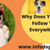 Why Does Your Dog Follow You Everywhere?