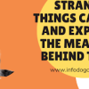 Strange things cats do and explain the meaning behind them