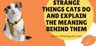 Strange things cats do and explain the meaning behind them