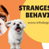 Strangest Dog Behaviors