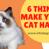 6 things make your cat happy - Australian Pet Guide 6 things make your cat happy