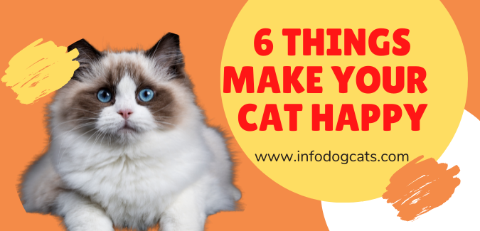 6 things make your cat happy