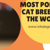 Most Popular Cat Breeds in the World