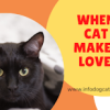 When cat makes love