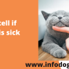 How to tell if your cat is sick