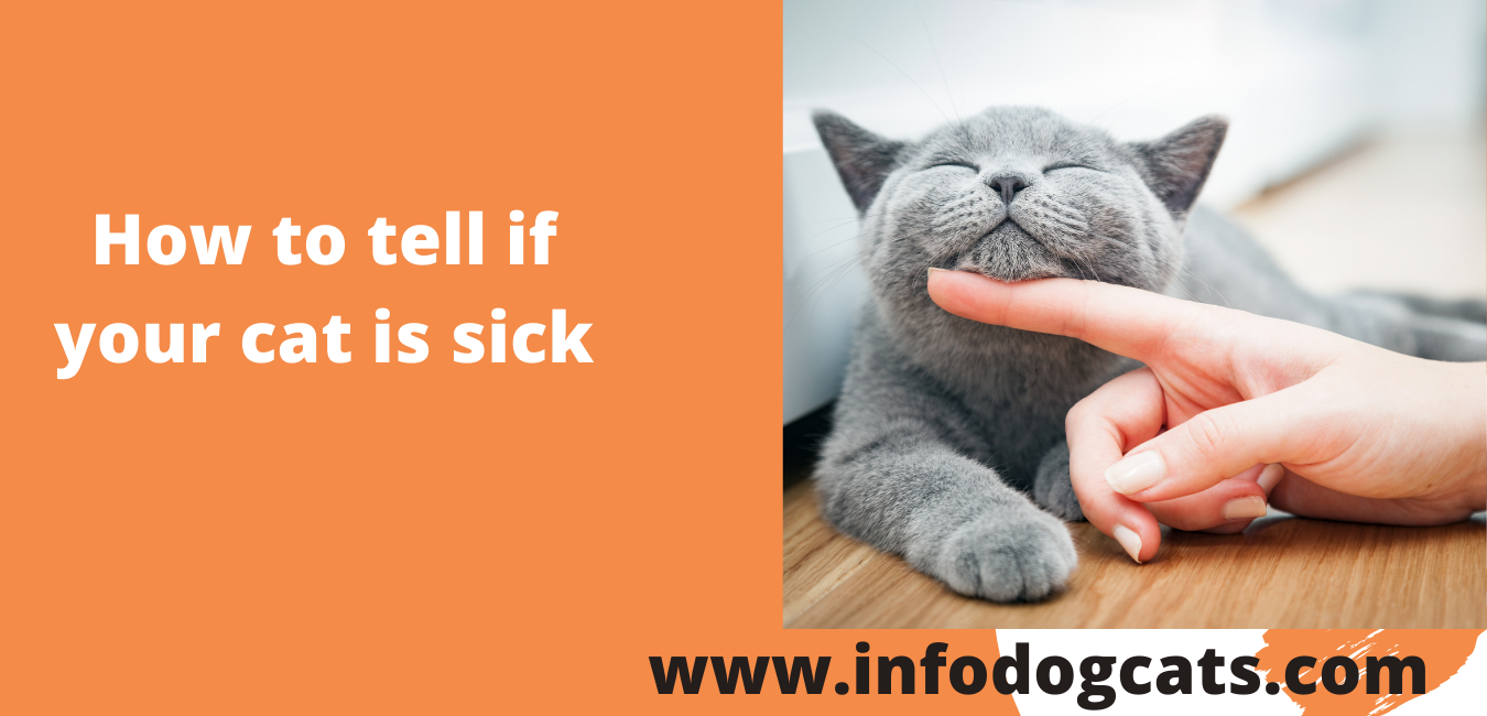 How to tell if your cat is sick