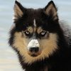 Things Dogs Love the Most