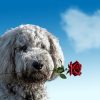 MUST LOVE DOGS