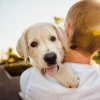 How Dogs Humans language? - Australian Pet Guide How Dogs Humans language?