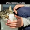Why Does My Cat Lick Me?