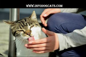 Why Does My Cat Lick Me?