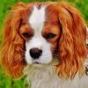 10 Best Indoor Dogs
