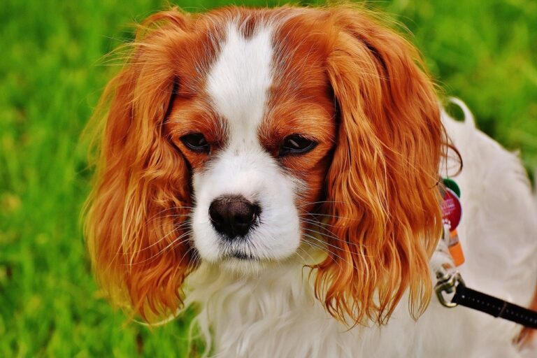 10 Best Indoor Dogs Australian Cat Breeds