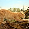 The Meaning Behind 8 Strangest Cat Behaviours - Australian Pet Guide The Meaning Behind 8 Strangest Cat Behaviours