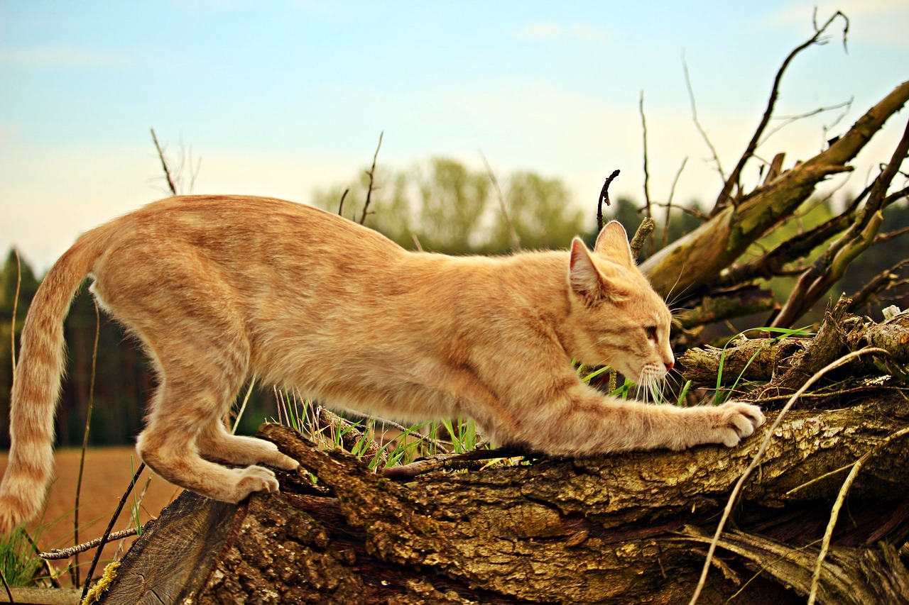 The Meaning Behind 8 Strangest Cat Behaviours