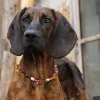 Most Illegal Dog in the World