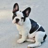 Best Indoor Dog Breeds for Apartment Living