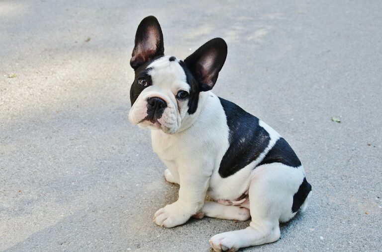 Best Indoor Dog Breeds for Apartment Living